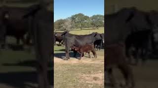 Home Brangus Heifer pairs [upl. by Nerland318]