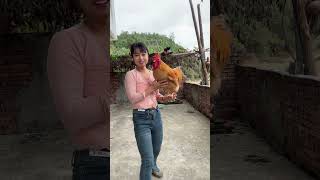 This is a big rooster that can understand human language The big rooster is four years old this [upl. by Belter]