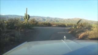 Saguaro National Park Arizona [upl. by Quartis]