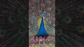 CANTOS DEL PAVO REAL joro76 孔雀歌唱 [upl. by Zaraf]