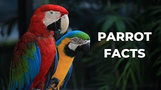 Parrot Facts That Will Blow Your Mind From Talking Abilities to Colorful Feathers [upl. by Lidah347]