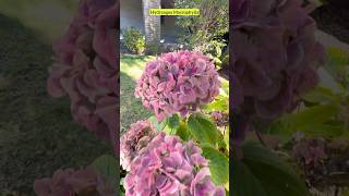 HydrangeaMacrophylla beautiful flowers Shorts [upl. by Leva]