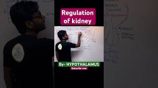 Regulation of kidney by Hypothalamus kidney excretoryproductsandtheirelimination neet neet2025 [upl. by Animrelliug145]