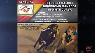 Carrera de galgos hipódromo Manacor 550m curva 19 Octubre 2024 [upl. by Cavan]