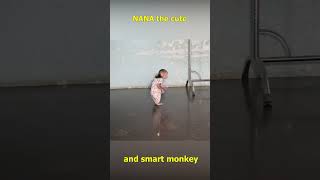 Monkey NANA startled when hearing thunder monkeyfamily monkey smartmonkey shorts monkeyvideo [upl. by Eelarac458]