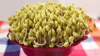 How to grow Soybean Sprouts Kongnamul 콩나물 [upl. by Larine]