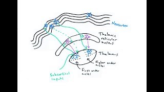 The Thalamus [upl. by Enaira]