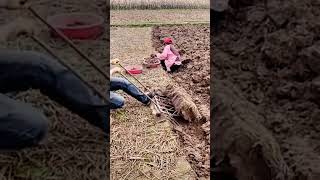 The process of digging underground vegetables with an iron rake [upl. by Allisan]