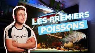 70 POISSONS dans lAQUARIUM BIOTOPE de 680L Cardinalis corydoras l280 et dautres [upl. by Corinna]