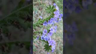 🌻⁴☆ Boraginales ⁶• Heliotropiaceae ▪︎ Clasping Heliotrope  Observed in Description [upl. by Polloch160]