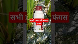 amistar top syngenta  amistar top fungicide  blast rog in dhan  blb in paddydhankikheti [upl. by Joerg]