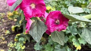 Un paseo el jardín de las rosas y frutas rosas flowers flores🌹🌸🌷🍏🍎 [upl. by Atahs731]