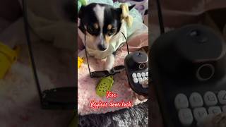 Shop Vise keyless door lock home doorlockkeylessdoorlockkeylessdoorentryinfluencerdogvideo [upl. by Sallee]