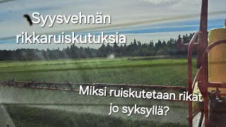 RGT Kilimanjarosyysvehnän rikkaruiskutus ja vinkkejä kevään siemenhankintoihin [upl. by Hashimoto]