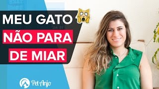 Como fazer gato miar menos  Papo Pet por Pet Anjo [upl. by Leemaj]