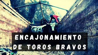 ENCAJONAMIENTO DE TOROS BRAVOS  GANANDERÍA RONCALLA EN MOLLEBAMBA [upl. by Sterner]