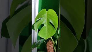 Monstera Deliciosa caredeliciosa monsteracare monsteraplants [upl. by Eliga560]