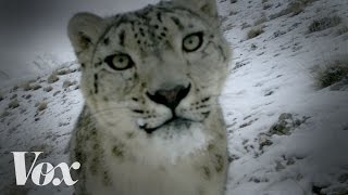 The best cat videos come from the wild [upl. by Atwater]