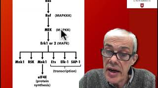 45 Downstream signalling from Ras MAPK pathway [upl. by Elin386]