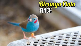 Mengenal Burung Cordon Bleu Finch Dan Harga Jualnya [upl. by Sutsuj330]