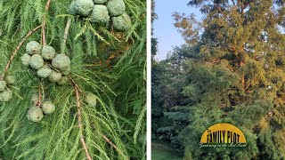 What are these balls on my bald cypress tree [upl. by Tomkin]