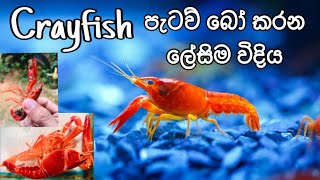 How to Breed Aquarium Crayfish easily in Sinhala FHD kaveeaqua breeding [upl. by Snodgrass]