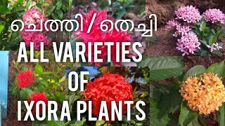 ALL TYPES OF IXORA PLANTS  ചെത്തി തെച്ചി  ALDRiNS Zone [upl. by Ahsiekit22]