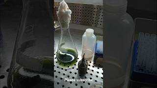 Filamentous algae scienceexperiment algae [upl. by Rosenstein]