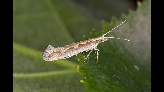 Diamondback Moth DBM  Plutella Xylostella [upl. by Llehsyar929]