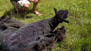 Shearing a black Ouessant sheep [upl. by Odille242]