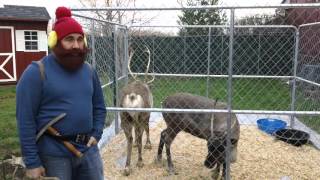 Yukon Cornelius entertains visitors with Reindeer facts Dec 12 2015 [upl. by Cuthburt]