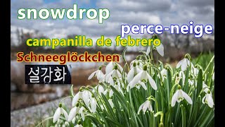 snowdrop Herbs perceneige campanilla de febrero Schneeglöckchen kiss trailer [upl. by Rauch]