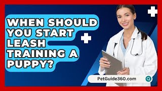 When Should You Start Leash Training A Puppy  PetGuide360com [upl. by Akcimehs258]