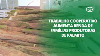 Produção de palmito pupunha no Vale do Ribeira trabalho cooperativo enriquece o setor produtivo [upl. by Inerney]