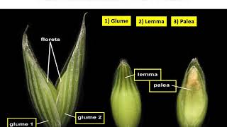 Family Poaceae Graminae Avena sativa jai [upl. by Annia634]