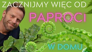 PAPROCIE🌿 zacznijmy więc od nich najlepsze gatunki i pielęgnacja [upl. by Boykins707]