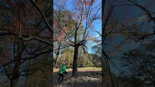 treecuttingservice foryou youtubeshorts live wood treeservice treeservicesnearme viralvideo [upl. by Eloisa]