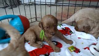 Miniature F1B Goldendoodle Dandies at 4wks Come and see them as some are available [upl. by Sidonia490]