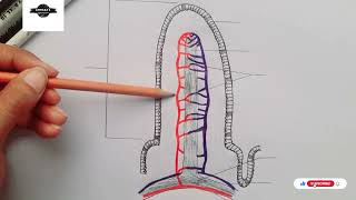 Structure of Villus  Diagram of villus  Small intestine villi [upl. by Lawler]