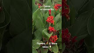 Canna or canna lilyFlowers 💐 amp More Ideas 💡 [upl. by Llertnom]