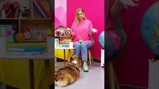 Как научить собаку командам 🐕 Видео для детей про собак корги корги собаки собака [upl. by Krell]