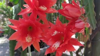 cacto orquídea e rebutia floridos coleção de cactos registros da semana 🌵😍 cactus cactos flores [upl. by Akienom884]