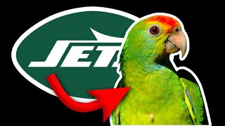 ALL 32 NFL Teams RANKED As Animals For Fun [upl. by Motteo]