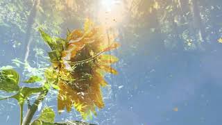 Beautiful Nature with Smoothing Relaxing Music [upl. by Adnic358]