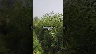 Conocarpus plant height 8 fit se12 fit tak available hai Sharma ji nursery contact number 9044109315 [upl. by Akinwahs]