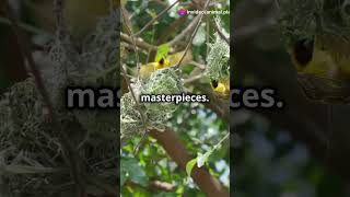 5 Mind Blowing Facts About the Black collared Barbets [upl. by Malarkey]