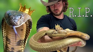 Kevin The King Cobra has passed [upl. by Chelsea]