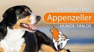 ► Appenzeller Sennenhund 2018 Rasse Aussehen amp Charakter [upl. by Hehre946]