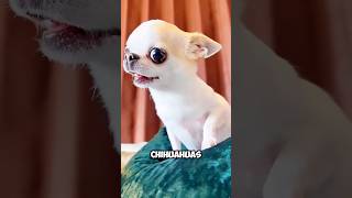 This is the smallest Dog in the world shortsvideo facts didiyouknow chihuahua [upl. by Atiuqram731]