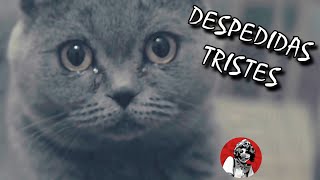 Las 6 despedidas de gatitos más tristes y dolorosas  Oscar Jack [upl. by Valora]